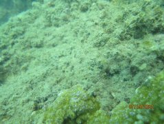 三亚凤凰岛加快推进生态修复工作