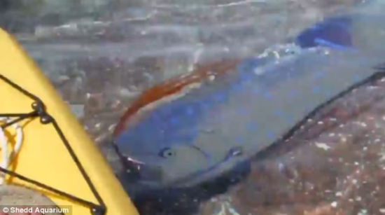 墨西哥浅海惊现活体皇带鱼，身长4.5米。（图片来源：谢德水族馆）