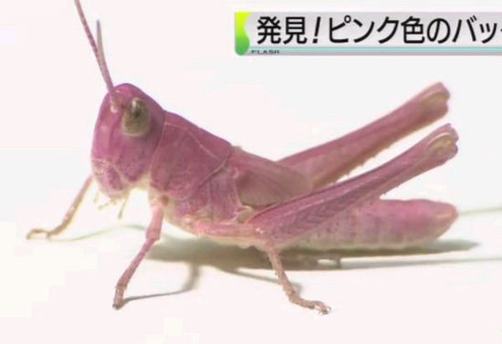 日本发现粉色蝗虫 可能系基因突变(图)