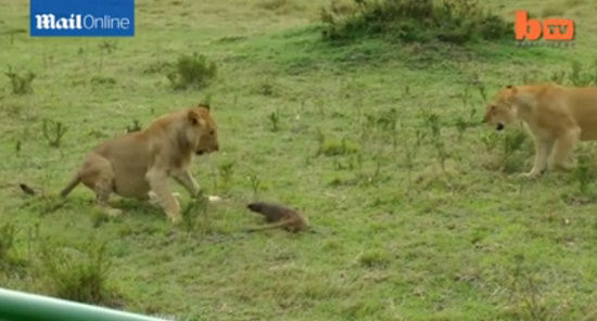 小小的獴竟然毫不害怕万兽之王，不但勇敢地正面迎战，更成功咬了一只狮子的鼻子。